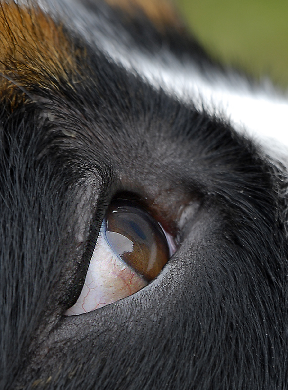 Anton Tiere_DDC4530 Kopie.jpg